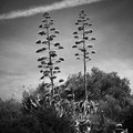 Agave