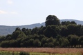 lipa na vrhu