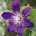 klematis