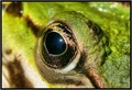 Žablje oko :)