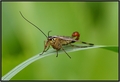 Scorpion fly :)