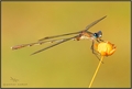 Damselfly :)