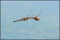 Sympetrum stri…