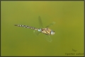 dragon FLY