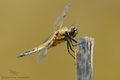 libellula quad…