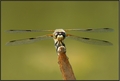 Libellula quad…