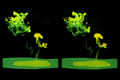 3D Stereoscopy 