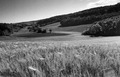 Turopolje