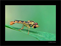 Syrphidae 