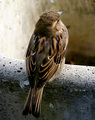 Vrabac 3