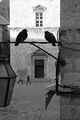 susretanja