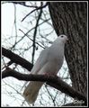 golubice bijela