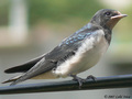 Lasta(Hirundo …