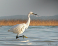 Egretta garzet…