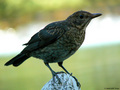 Kos (turdus me…