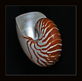 Nautilus pompi…