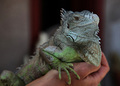 iguana