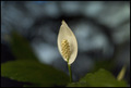 Spathiphyllum