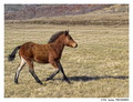 Brown Pony