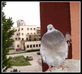 Curious Pigeon…