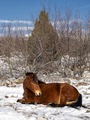 Winter Resting