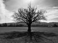 Shadow of an o…