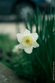 white flower