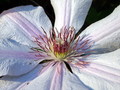 Clematis