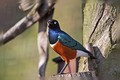 Superb starling