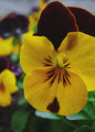 Macuhica