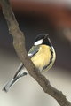 parus major ve…