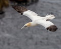 Gannet 