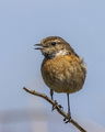 Stonechat, Sax…