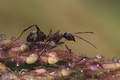 Mravac na juta…