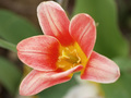 Tulipan