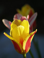 Tulipani