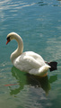 swan