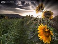 Sunflower'…