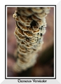 Trametes Versi…