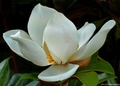 Magnolia grand…
