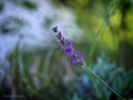 Lavanda