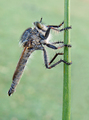 robberfly