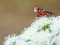 harlekin muha