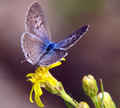 leptotes pirit…