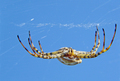 Argiope lobata