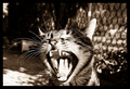 golden mayer p…