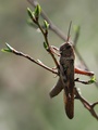 ime mi je gric…