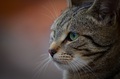 Tiggy