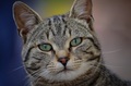 Tiggy "Mi…