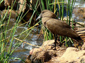 Hammerkop